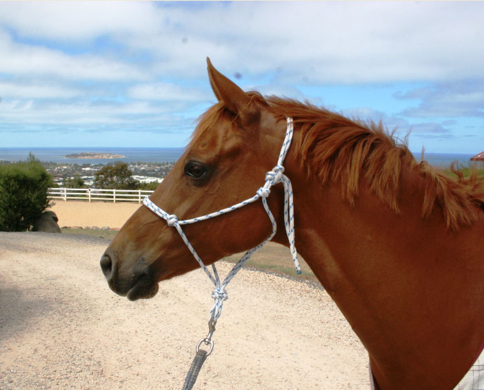 Rope Halters HorseProblems Saddlery South Africa